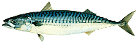 Mackerel (6551 bytes)